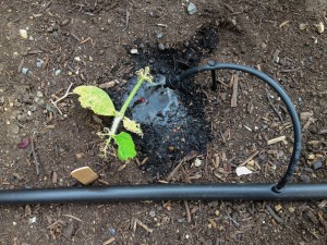 Pumpkin Plant Pest