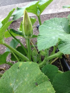 The flower in this photo hasn't opened. Is it male, or female?