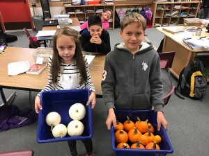 Pumpkin Harvest